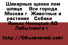 Шикарные щенки пом шпица  - Все города, Москва г. Животные и растения » Собаки   . Ямало-Ненецкий АО,Лабытнанги г.